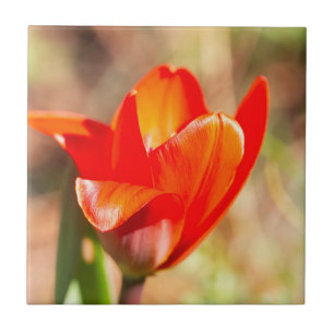 Red Tulip Blossom Tile