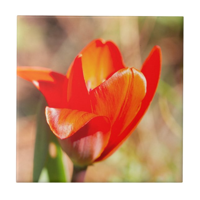 Red Tulip Blossom Tile (Front)