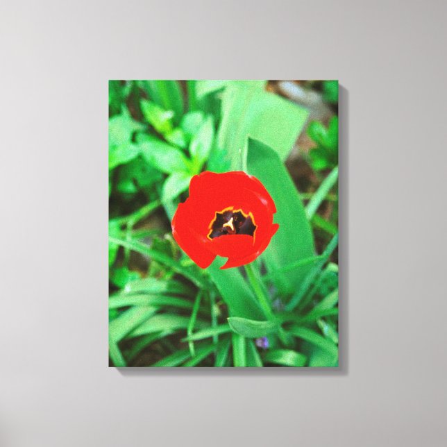 Red tulip canvas print (Front)