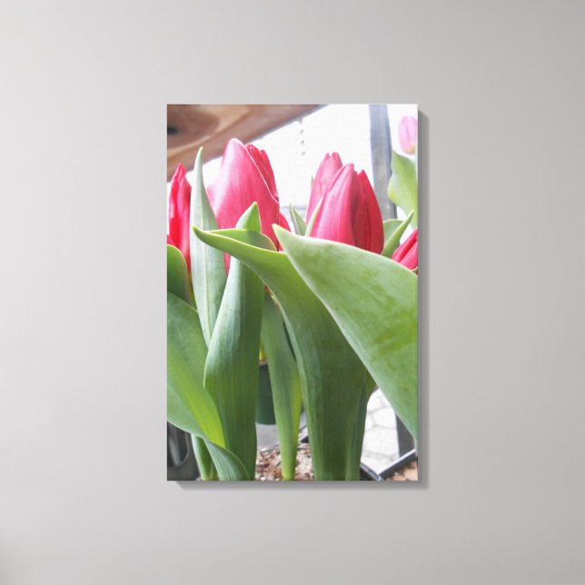 Red Tulip Canvas Print (Front)
