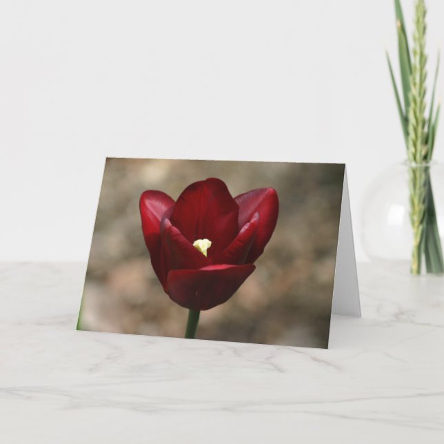 Red Tulip Card (Front)