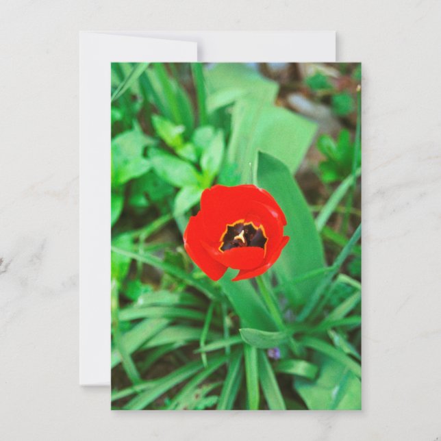 Red tulip card (Front)