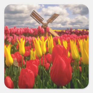 Red Tulip field, Oregon flowers Square Sticker