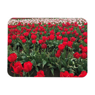 Red Tulip Field, Oregon Magnet