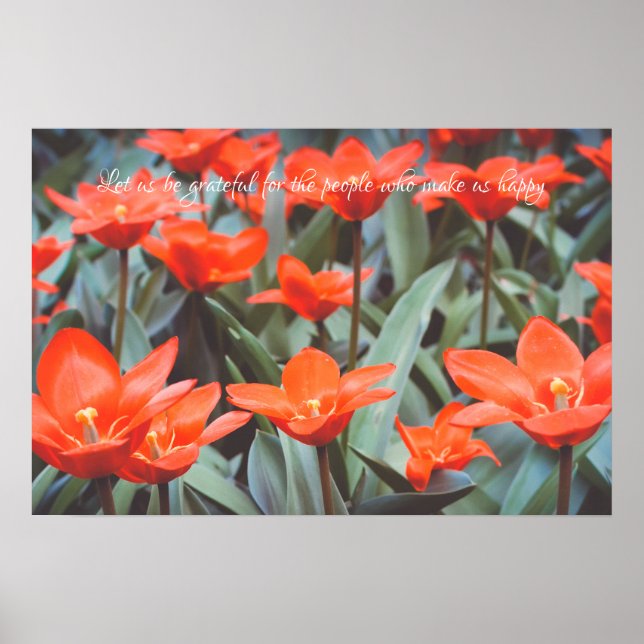 Red tulip field poster (Front)
