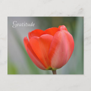Red Tulip Floral Gratitude Postcard