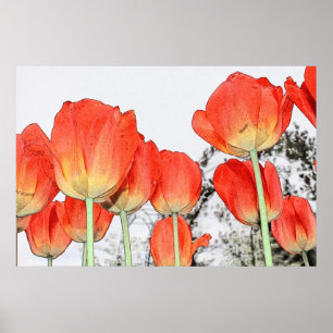 red tulip flower art poster. floral garden plant poster