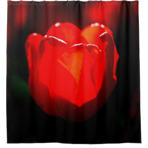 Red Tulip Flower - Fire