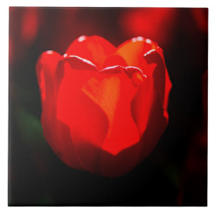 Red Tulip Flower - Fire Tile