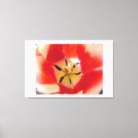 red tulip flower macro picture. floral photo art.
