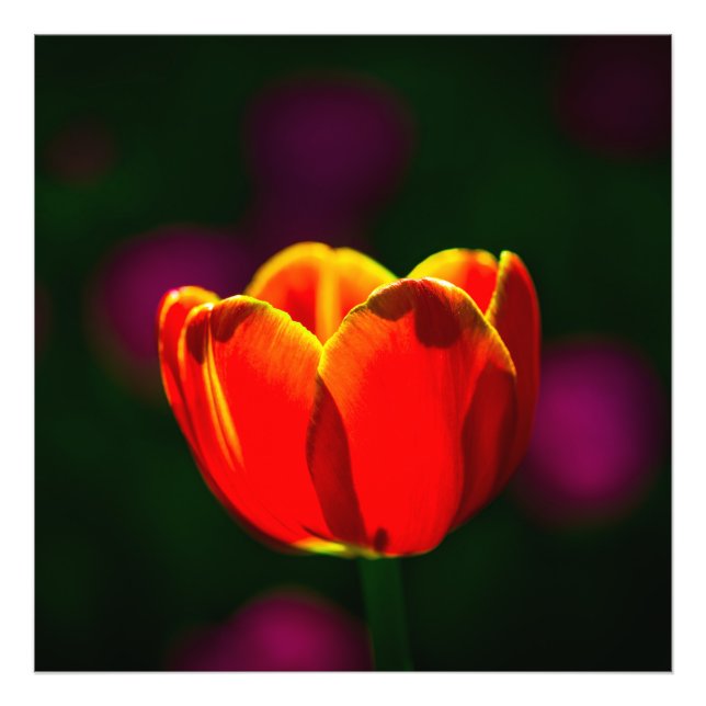 Red tulip flower photo print (Front)