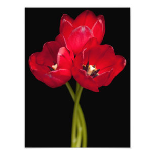 Red Tulip Flowers Black Background Floral Photo Print