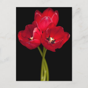 Red Tulip Flowers Black Background Floral Postcard