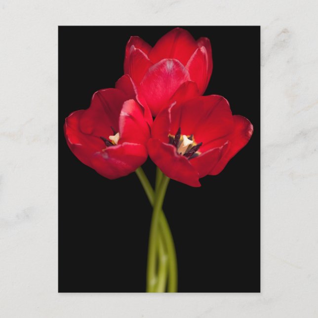 Red Tulip Flowers Black Background Floral Postcard (Front)