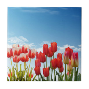 Red Tulip Flowers Tile