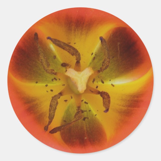 Red Tulip Heart Sticker (Front)