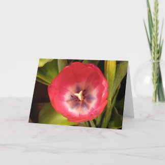 Red Tulip I Holiday Card