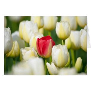 Red tulip in a field of white tulips