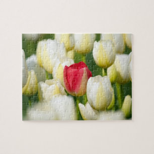 Red tulip in a field of white tulips jigsaw puzzle