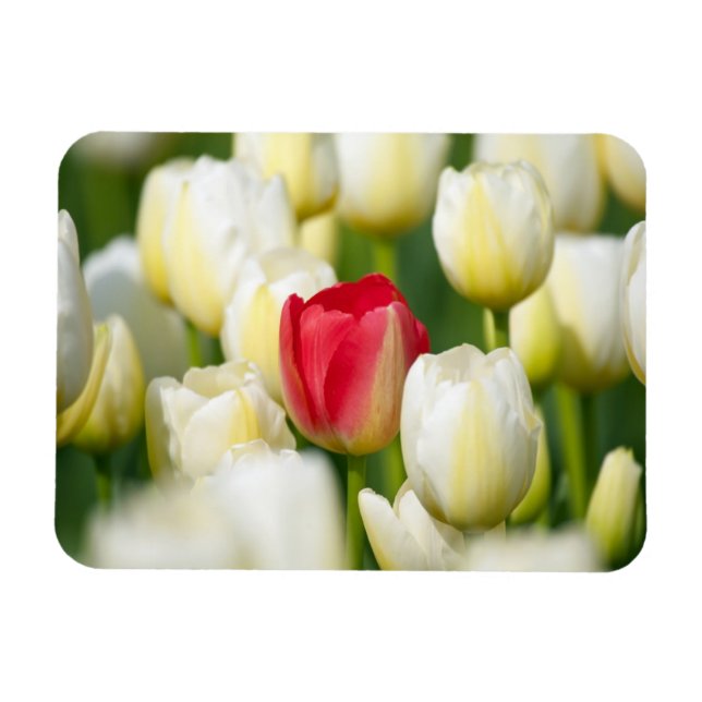 Red tulip in a field of white tulips magnet (Horizontal)