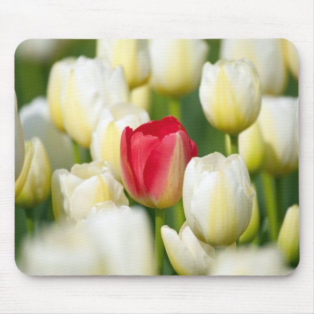 Red tulip in a field of white tulips mouse pad (Front)