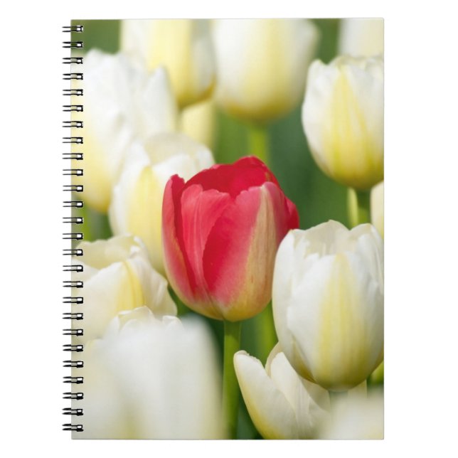 Red tulip in a field of white tulips notebook (Front)