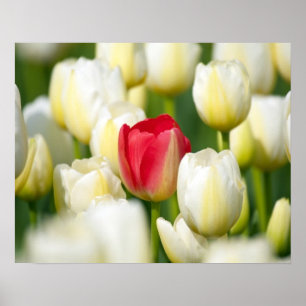 Red tulip in a field of white tulips poster