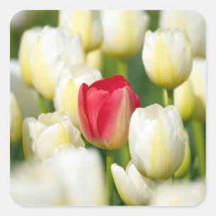 Red tulip in a field of white tulips square sticker