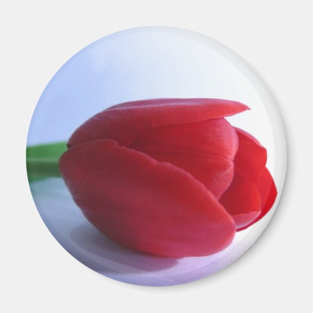 Red Tulip Magnet (Front)