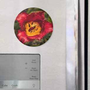 Red tulip magnet