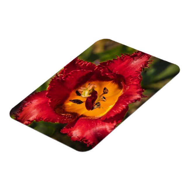 Red tulip magnet (Left Side)