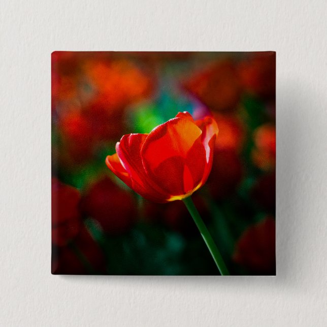 Red tulip - Mystery of blooming 2 Inch Square Button (Front)