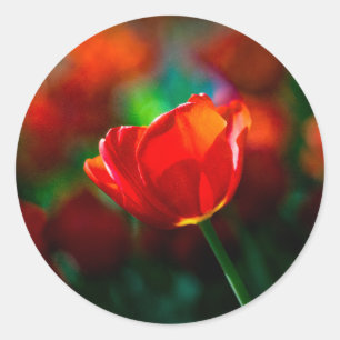 Red tulip - Mystery of blooming Classic Round Sticker