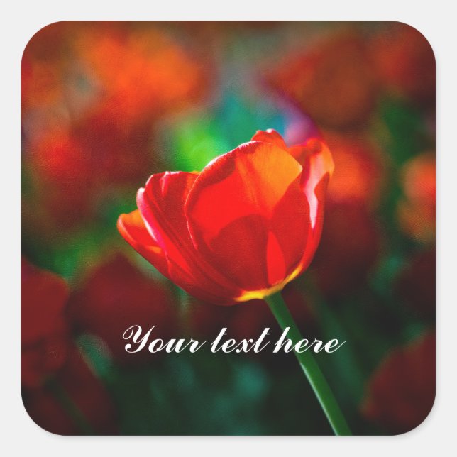 Red tulip - Mystery of blooming Square Sticker (Front)