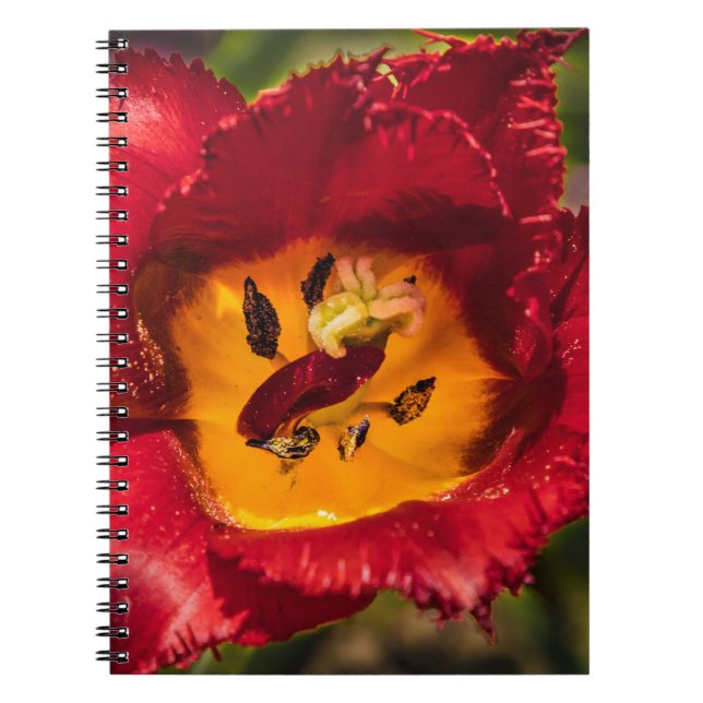 Red tulip notebook (Front)