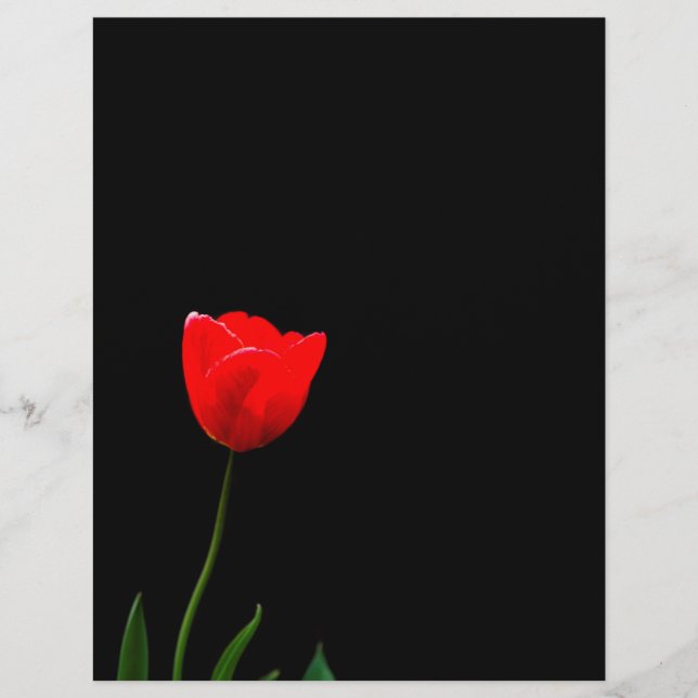 Red tulip on a black background flyer (Front)