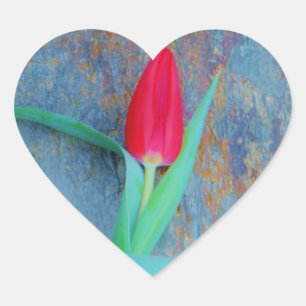 Red Tulip on Blue Grey Slate Heart Sticker