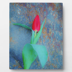 Red Tulip on Blue Grey Slate Plaque