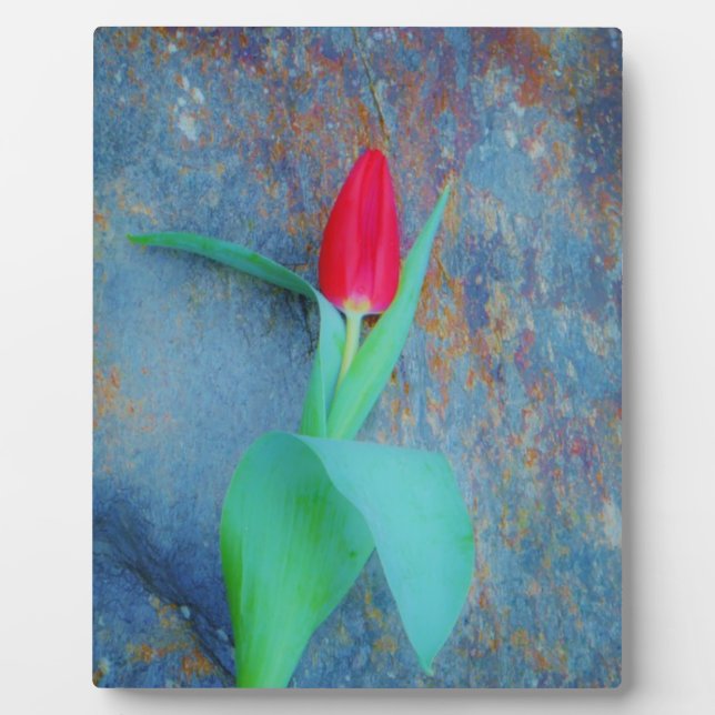 Red Tulip on Blue Grey Slate Plaque (Front)