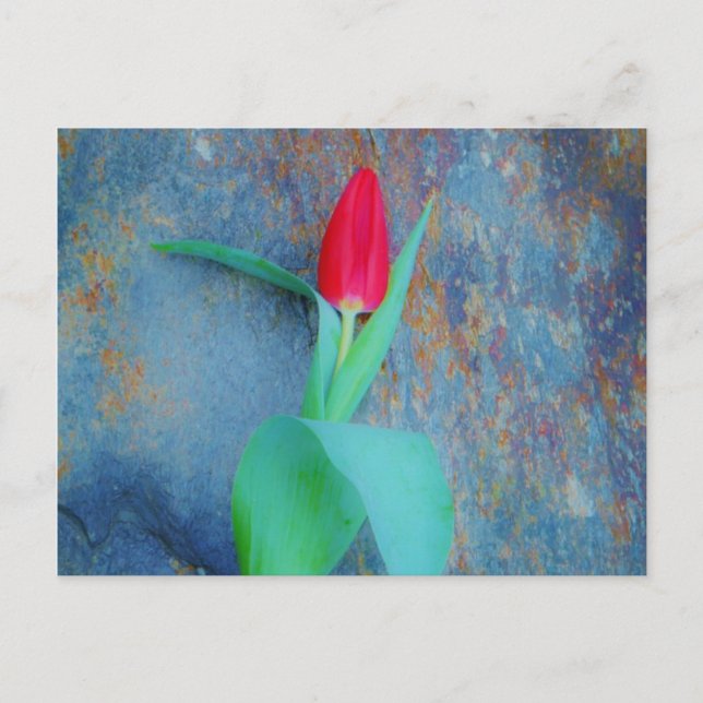 Red Tulip on Blue Grey Slate Postcard (Front)
