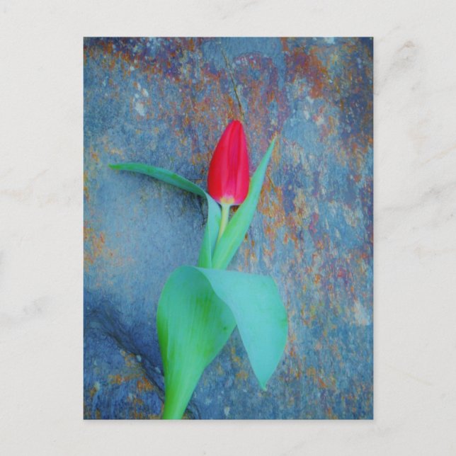 Red Tulip on Blue Grey Slate Postcard (Front)
