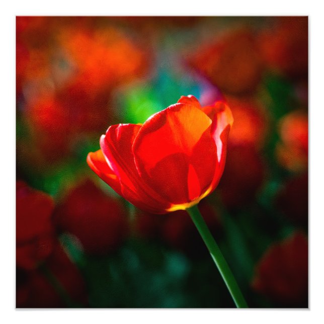 Red tulip photo print (Front)