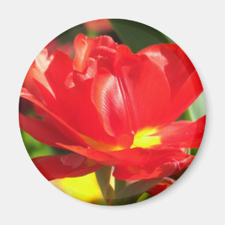 Red Tulip Photographs Magnet