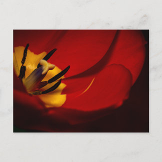 Red Tulip Post Card