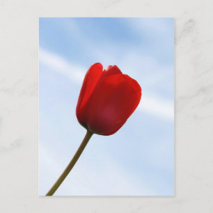 Red Tulip Postcard