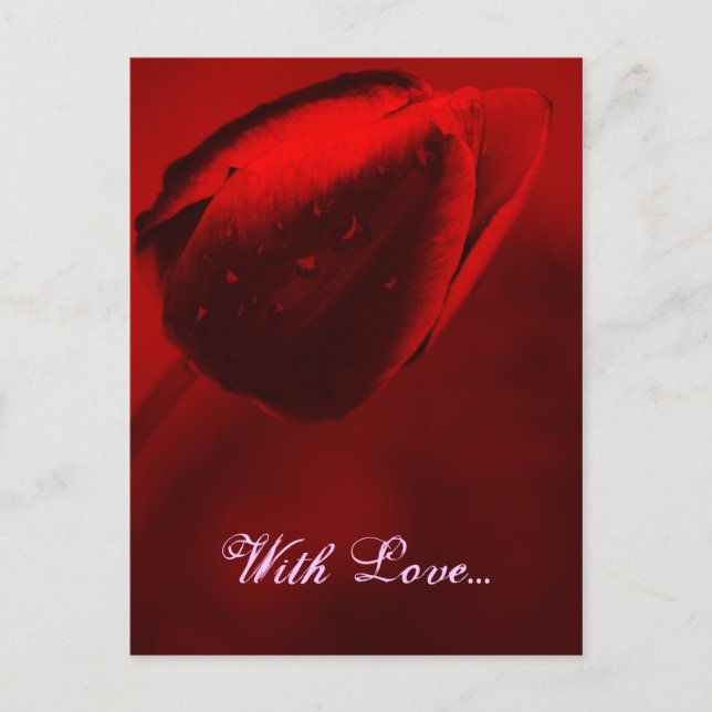 Red Tulip Postcard (Front)