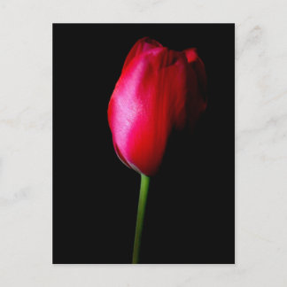 Red Tulip Postcard