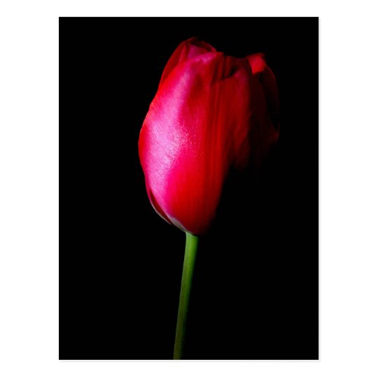 Red Tulip Postcard