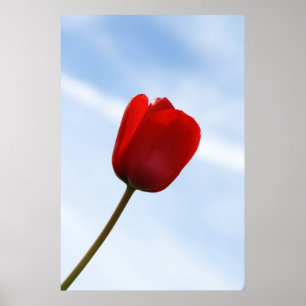 Red Tulip Poster