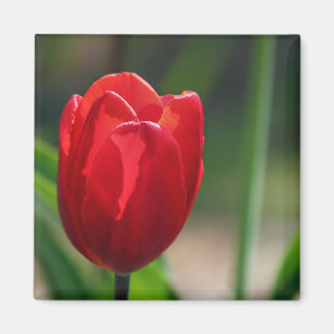 Red Tulip Spring Flower Magnet